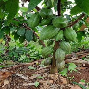 Plants de cacao mercedes