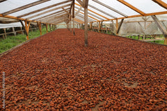 Fève cacao